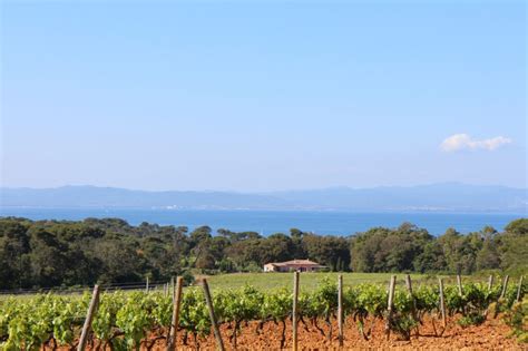 wijn chanel|Chanel winery in provence.